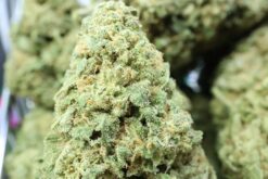 Alternative view of Bubblegum