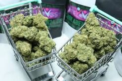 CBG Blüten Lemon Haze