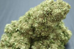 Mac Miracle Alien Cookies