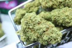 CBG Blüten Lavanda Kush