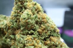 Strawberry Haze