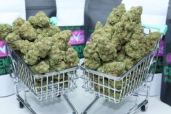 Strawberry Widow