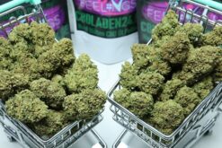 White Widow